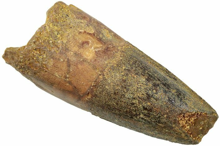 Fossil Spinosaurus Tooth - Real Dinosaur Tooth #234320